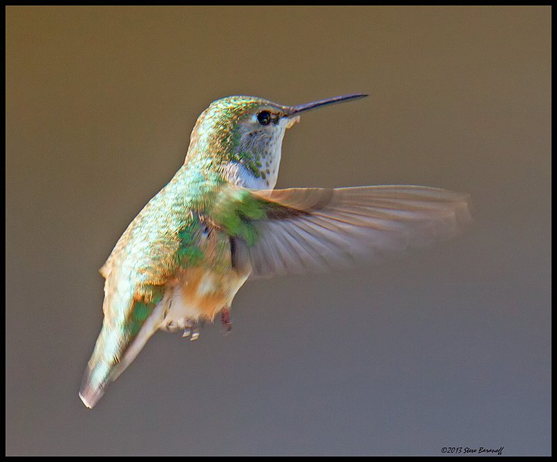 _4SB9347 female rufous hummingbird.jpg